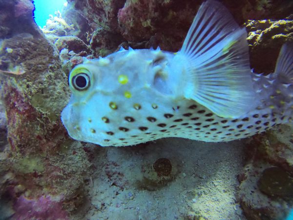 Orange Bay Island Hurghada