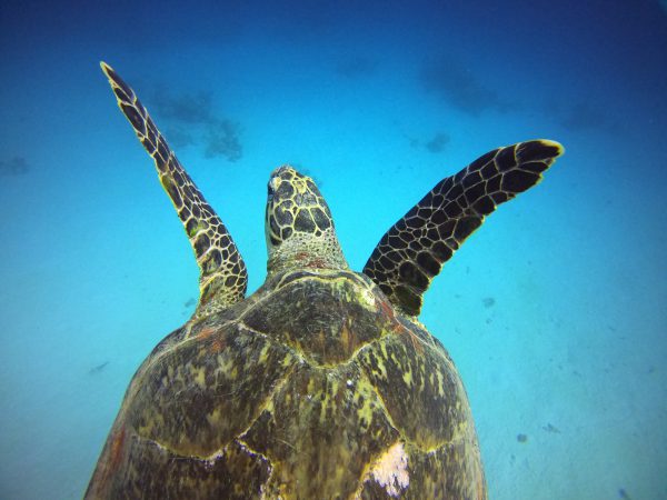 10 days diving (20-dives)