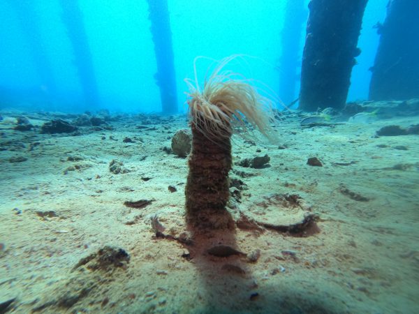 10 days diving (20-dives)