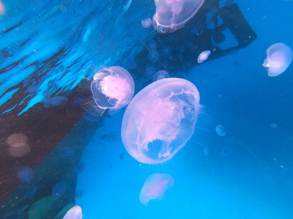 DCIM100GOPROGOPR1492.JPG 5 days diving (10 Dives)