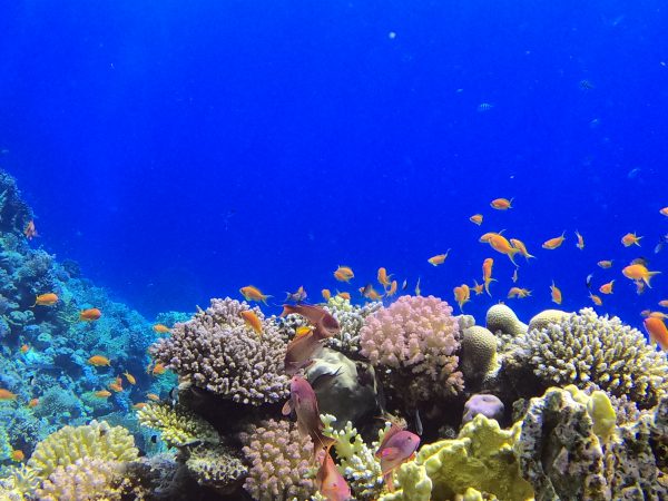 7-days-diving-(14-dives)