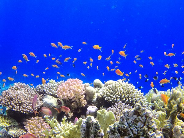 Orange Bay Island Hurghada