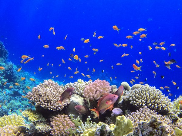 Orange Bay Island Hurghada