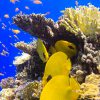 Day Diving (2-dives) — Hurghada
