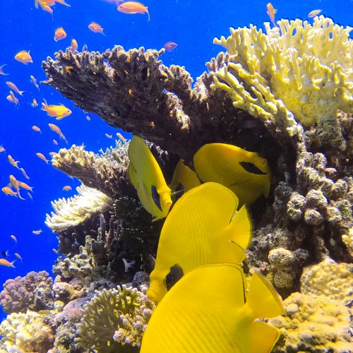 Day Diving (2-dives) — Hurghada