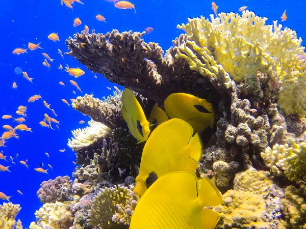 Day Diving (2-dives) — Hurghada