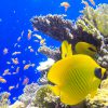 Intro Diving — Hurghada