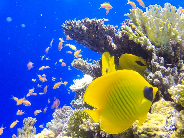 Intro Diving — Hurghada