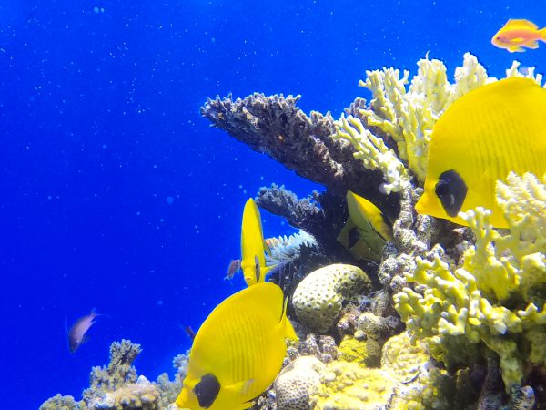 7-days-diving-(14-dives)