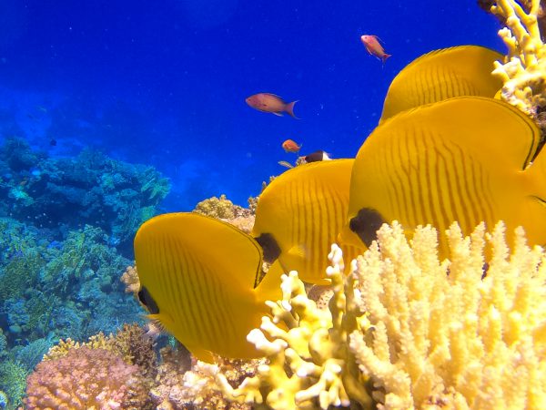 Orange Bay Island Hurghada