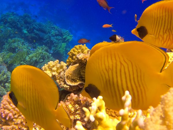 DCIM101GOPROGOPR6610.JPG Open Water Diver