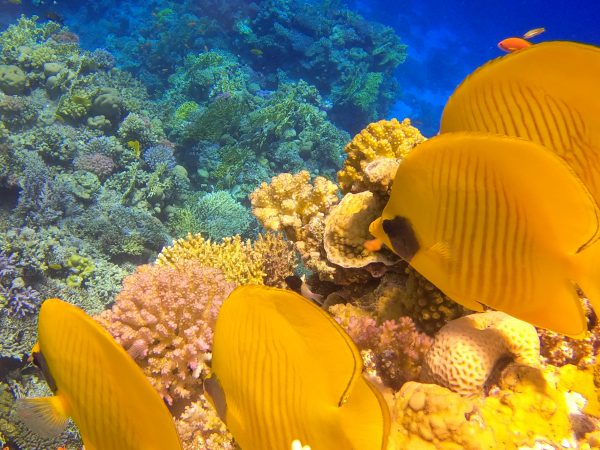 4-hour Speed Boat Trip Orange bay & Snorkeling