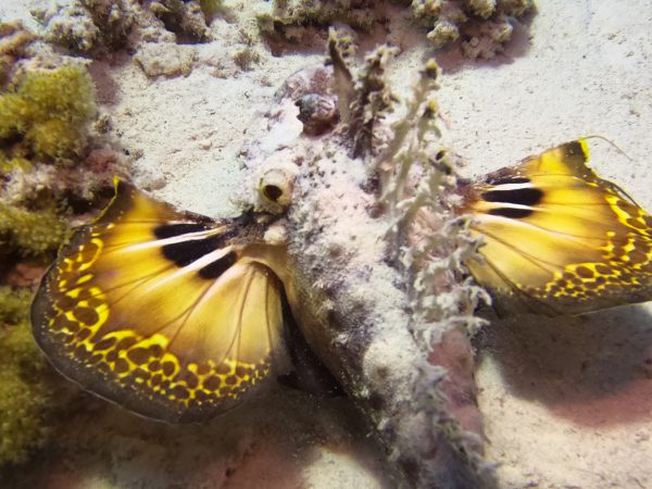 3-days-diving-(6-dives)