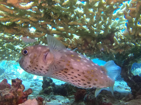 3-days-diving-(6-dives)