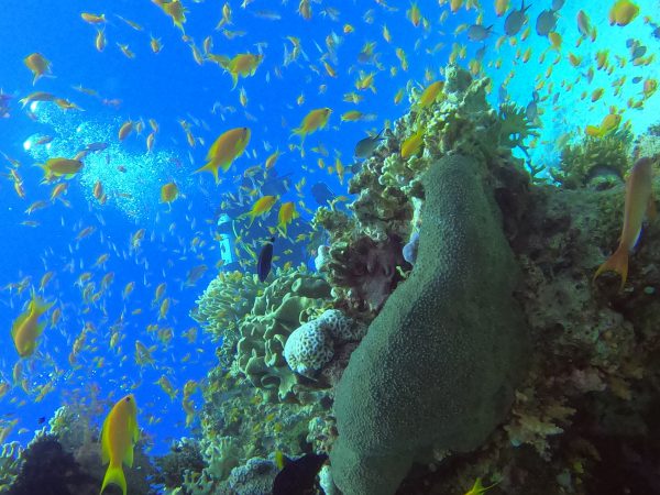 Orange Bay Island Hurghada