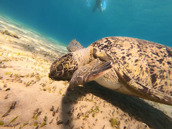Intro Diving — Hurghada