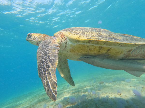 4-hour Speed Boat Trip Orange bay & Snorkeling