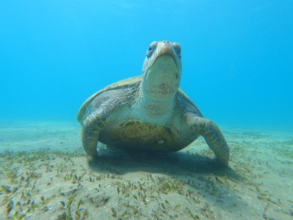 10 days diving (20-dives)