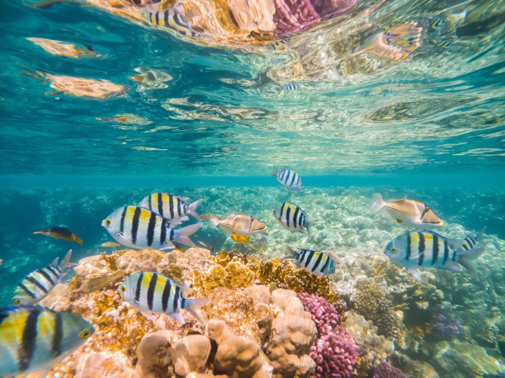 7 Gründe für Tauchen im Roten Meer Hurghada 1 Tauchen im Roten Meer Hurghada Korallenriffe