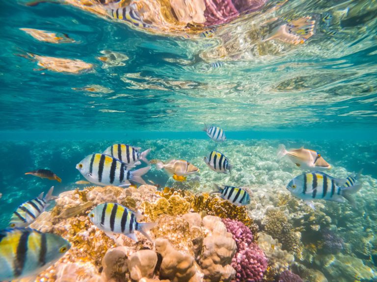 7 Gründe für Tauchen im Roten Meer Hurghada 4 Tauchen im Roten Meer Hurghada Korallenriffe