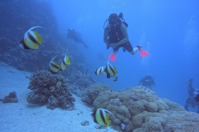 7 Best PADI Tauchkurse in Hurghada 1 Tauchkurse Hurghada PADI Tauchkurs im Roten Meer
