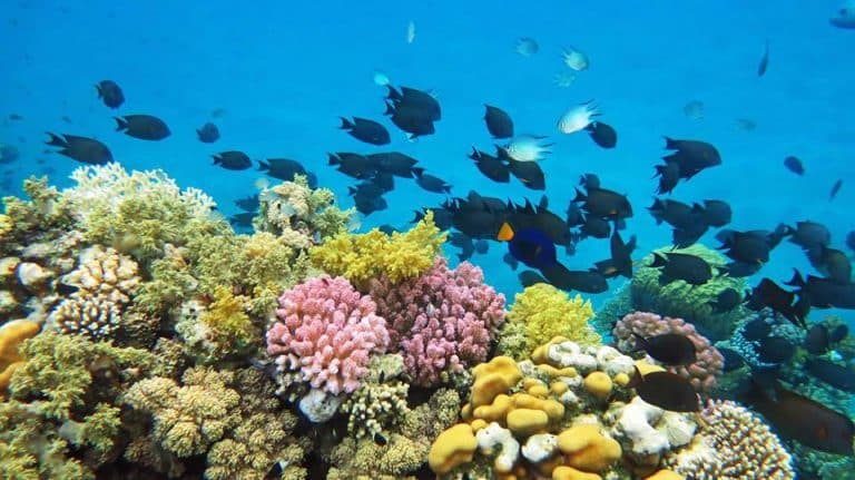 🐬 Dolphin House Trip Hurghada – The Ultimate Red Sea Experience 1 🐬 Dolphin House Trip Hurghada – The Ultimate Red Sea Experience